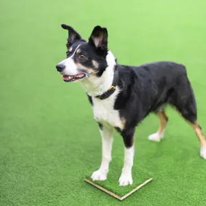 Hovedbilde Plattform med kunstgress