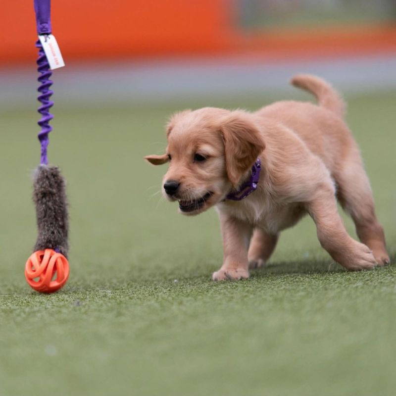 Doggie-zen Kaninkampleke med Chuckit Breathe