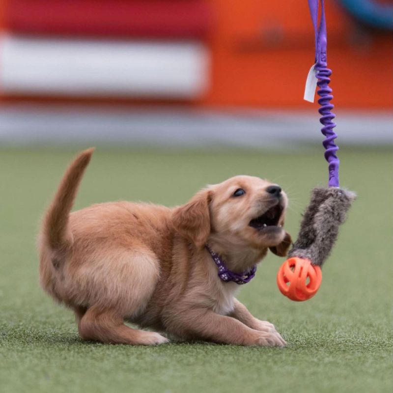 Doggie-zen Kaninkampleke med Chuckit Breathe