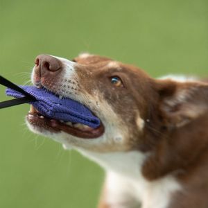 Hovedbilde Genuin Dogsport minibitepute