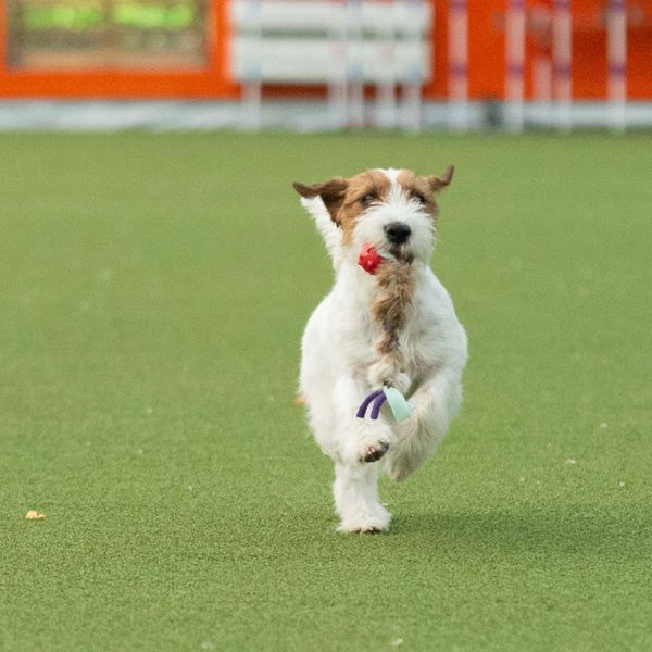 Doggie-zen kaninflette med amazing knobble-ball