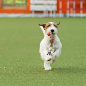 Hovedbilde Doggie-zen kaninflette med amazing knobble-ball