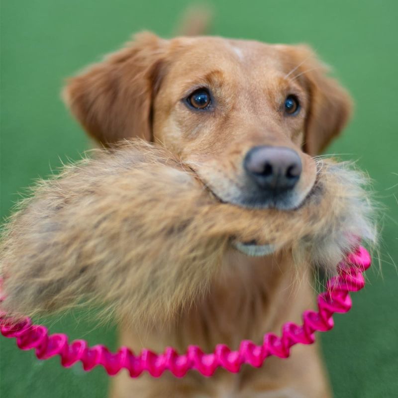 Doggie-Zen Ringrev kampleke