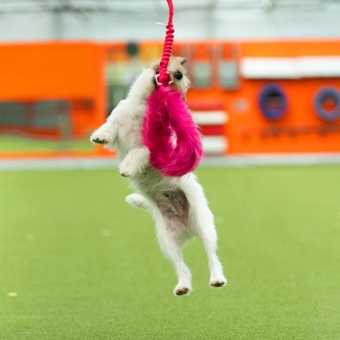 Hovedbilde Doggie-Zen Stor Elastisk kampring