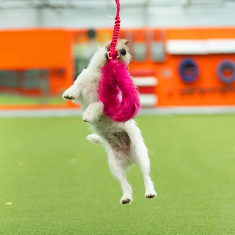 Doggie-Zen Stor Elastisk kampring