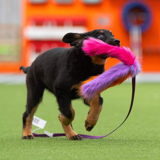 Hovedbilde Doggie-zen Lang trearmet jaktleke
