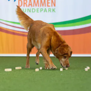 Hovedbilde Nesepr&oslash;ver