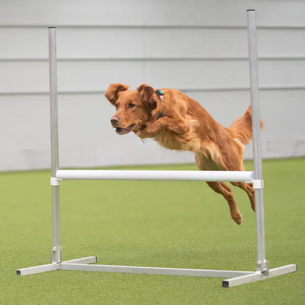 Hopphinder til hund brukes både i lydighet, rallylydighet og agility. 