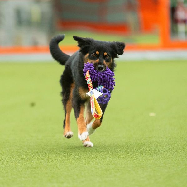 Zayma Summer mop squeak hol-ee roller