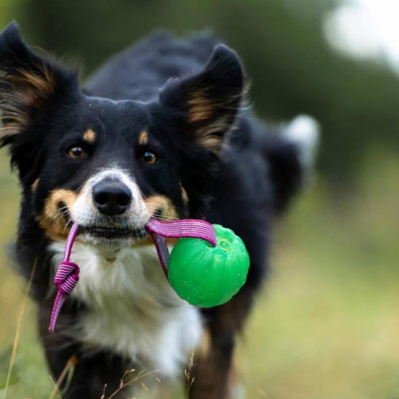 Doggie-Zen Sure grip funball