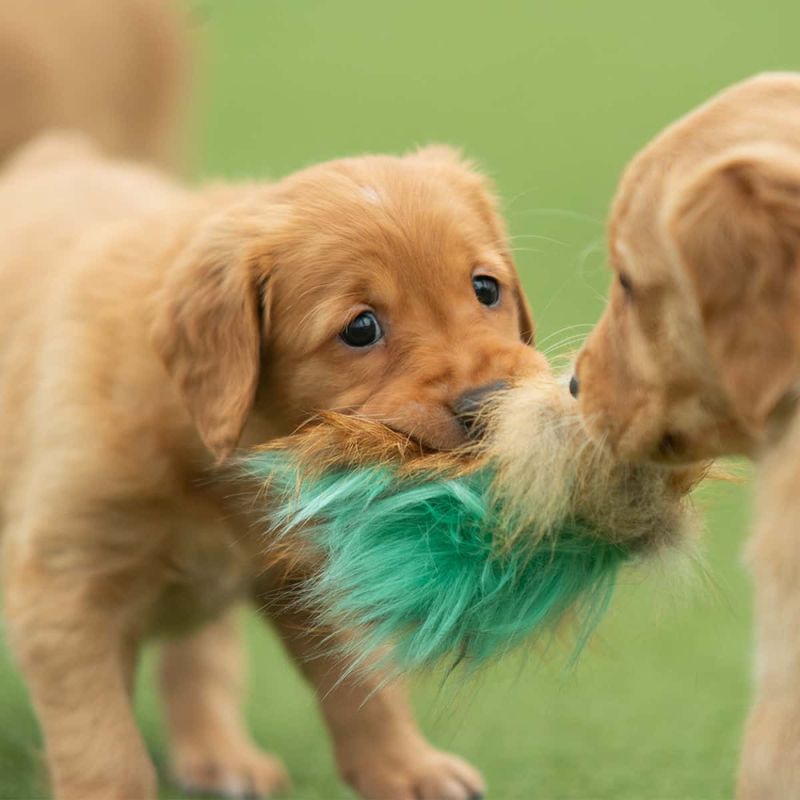 Doggie-Zen Knitrepute med bever- og fuskepels